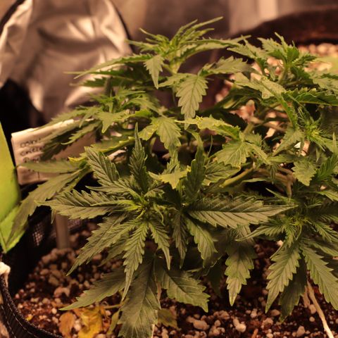 Padmé Amídala growlog timeline photo