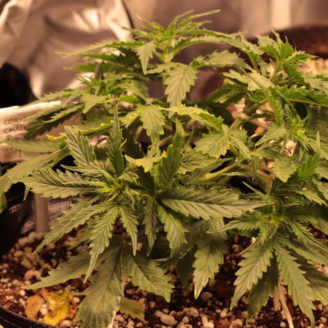 Padmé Amídala growlog timeline photo