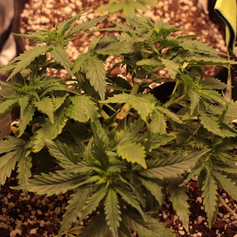 Padmé Amídala growlog timeline photo