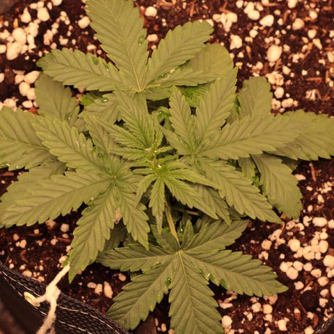 Princess Leia  growlog timeline photo