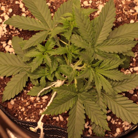 Princess Leia  growlog timeline photo