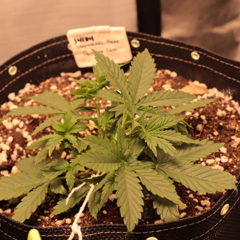 Princess Leia  growlog timeline photo