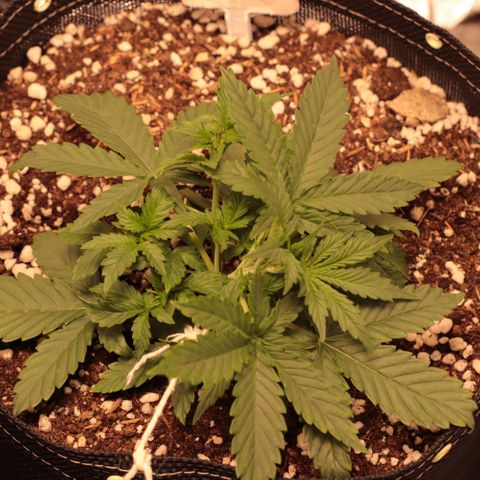 Princess Leia  growlog timeline photo