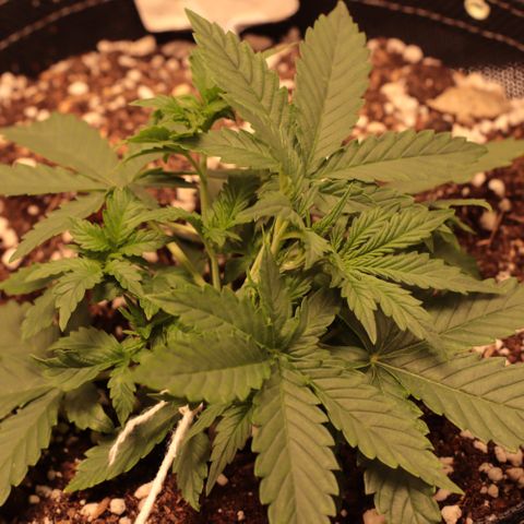 Princess Leia  growlog timeline photo