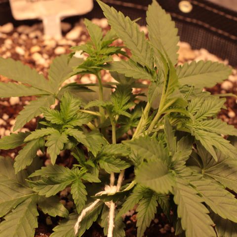 Princess Leia  growlog timeline photo