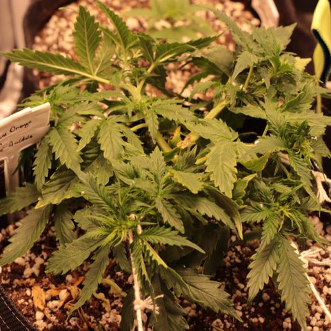 Padmé Amídala growlog timeline photo