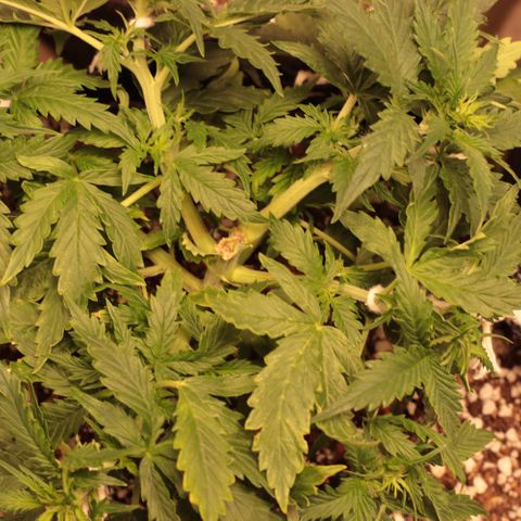 Padmé Amídala growlog timeline photo
