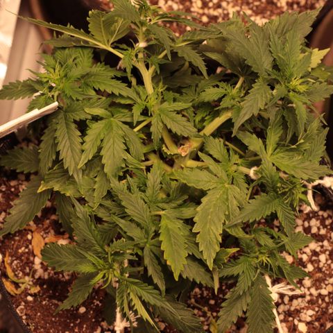 Padmé Amídala growlog timeline photo