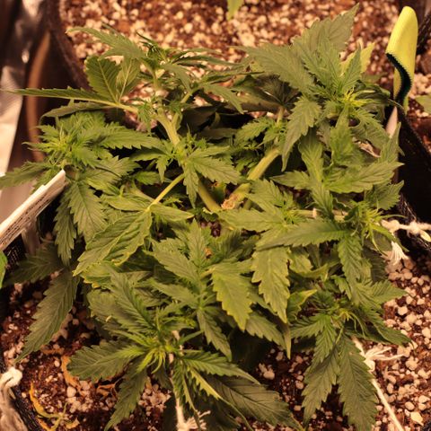 Padmé Amídala growlog timeline photo