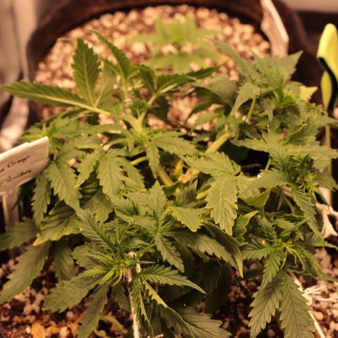 Padmé Amídala growlog timeline photo
