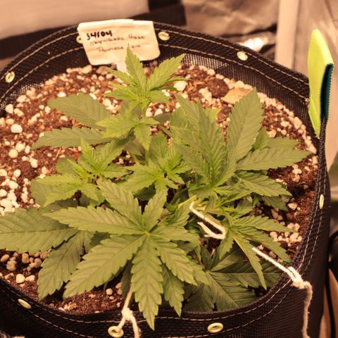 Princess Leia  growlog timeline photo