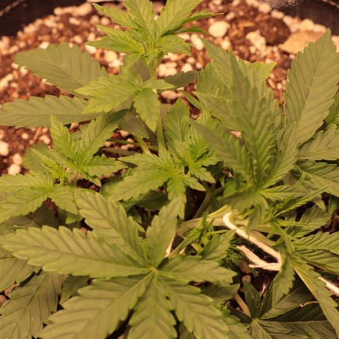 Princess Leia  growlog timeline photo