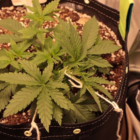 Princess Leia  growlog timeline photo