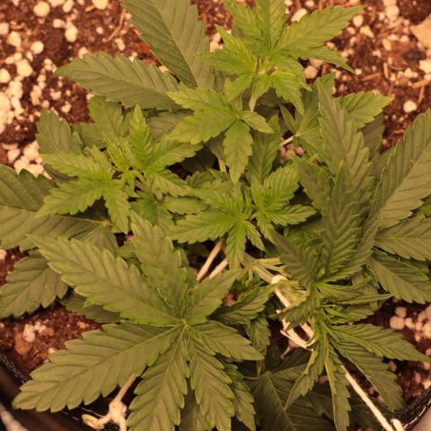 Princess Leia  growlog timeline photo