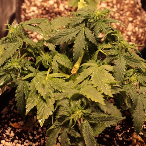 Padmé Amídala growlog timeline photo