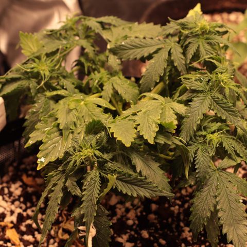 Padmé Amídala growlog timeline photo