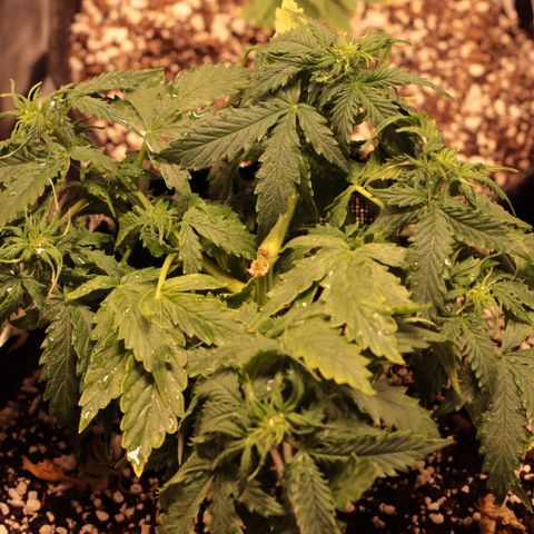 Padmé Amídala growlog timeline photo