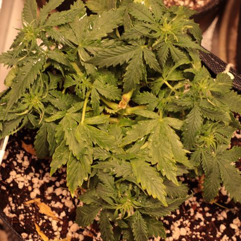 Padmé Amídala growlog timeline photo