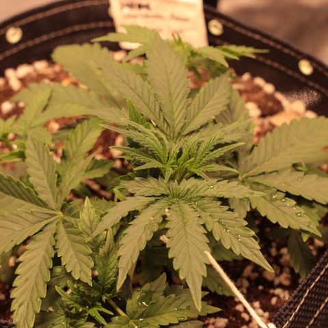 Princess Leia  growlog timeline photo