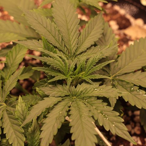 Princess Leia  growlog timeline photo