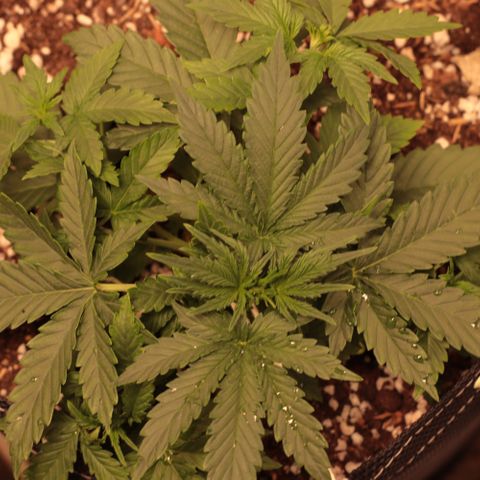 Princess Leia  growlog timeline photo