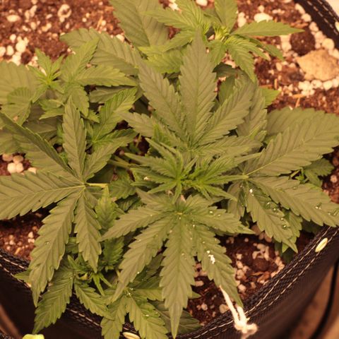 Princess Leia  growlog timeline photo