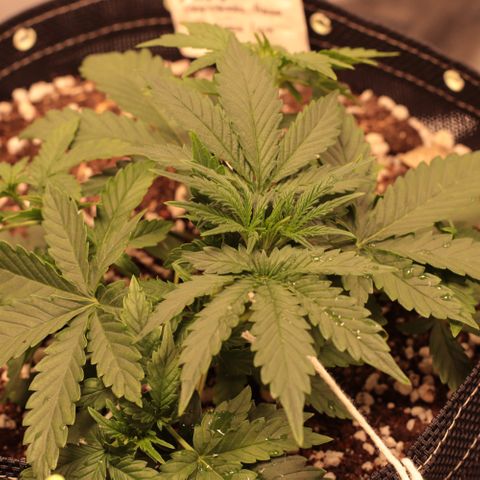 Princess Leia  growlog timeline photo