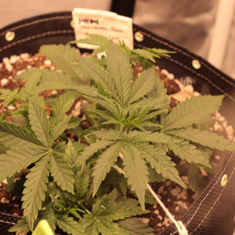 Princess Leia  growlog timeline photo
