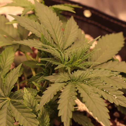 Princess Leia  growlog timeline photo