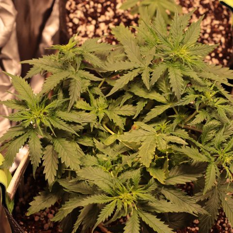 Padmé Amídala growlog timeline photo