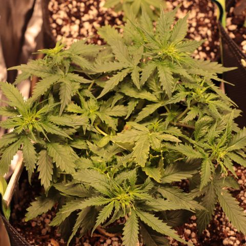 Padmé Amídala growlog timeline photo