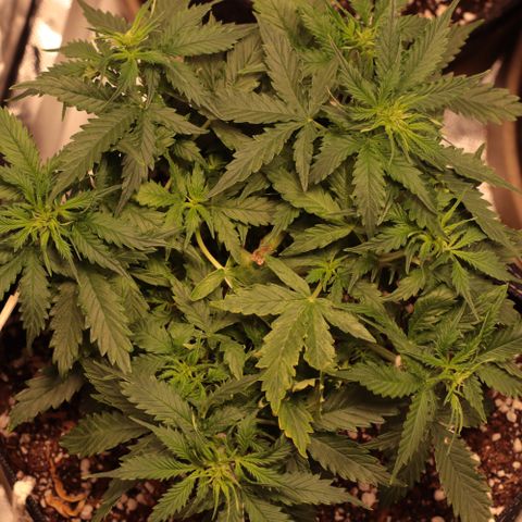 Padmé Amídala growlog timeline photo