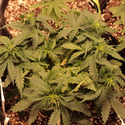 Padmé Amídala growlog timeline photo