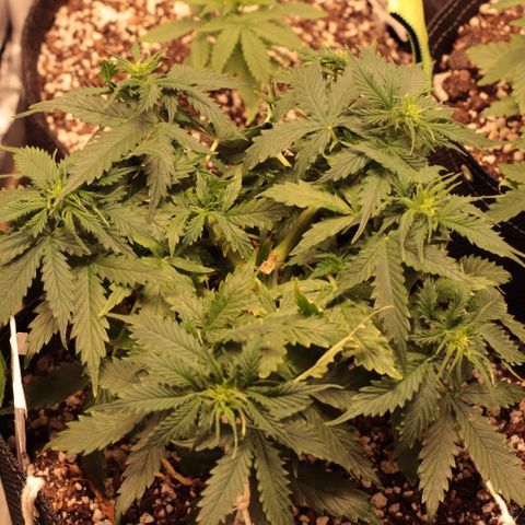 Padmé Amídala growlog timeline photo