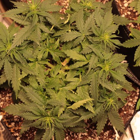 Padmé Amídala growlog timeline photo