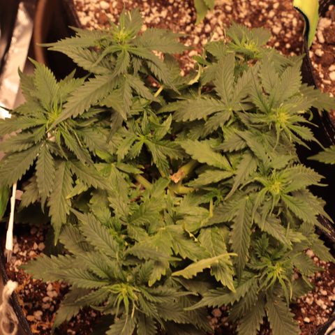 Padmé Amídala growlog timeline photo