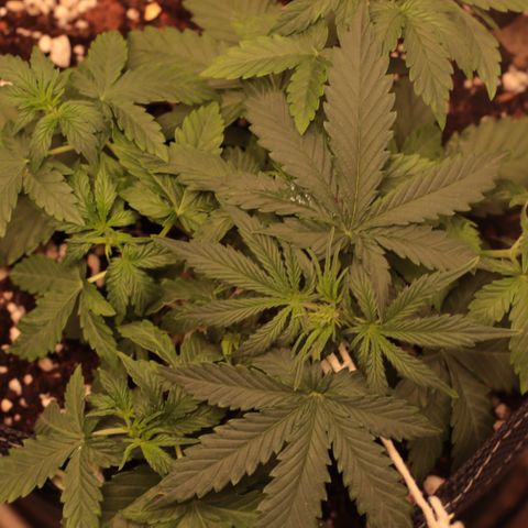 Princess Leia  growlog timeline photo