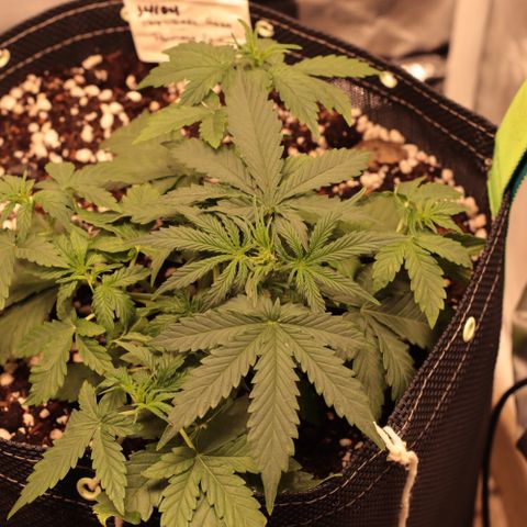 Princess Leia  growlog timeline photo
