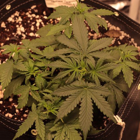 Princess Leia  growlog timeline photo