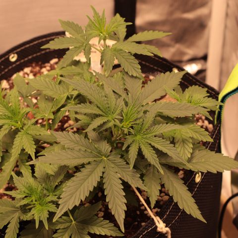 Princess Leia  growlog timeline photo