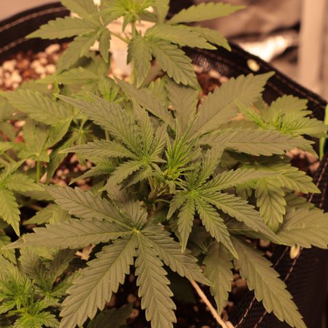 Princess Leia  growlog timeline photo