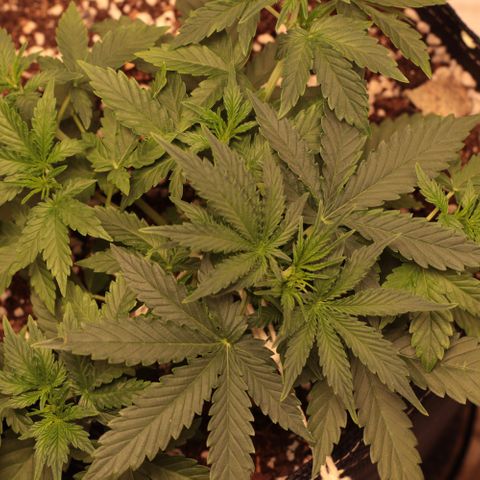 Princess Leia  growlog timeline photo
