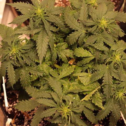 Padmé Amídala growlog timeline photo