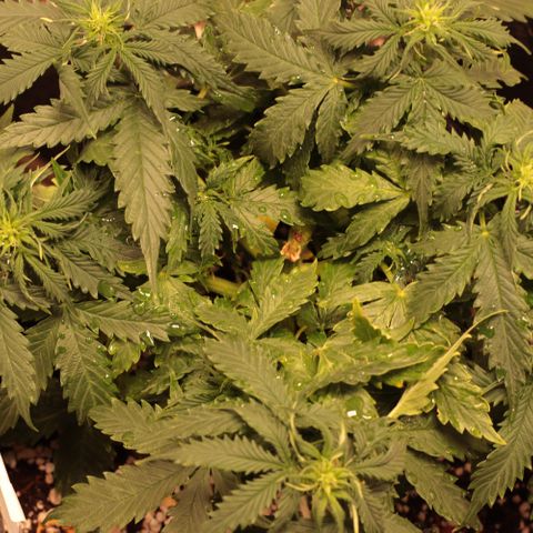 Padmé Amídala growlog timeline photo