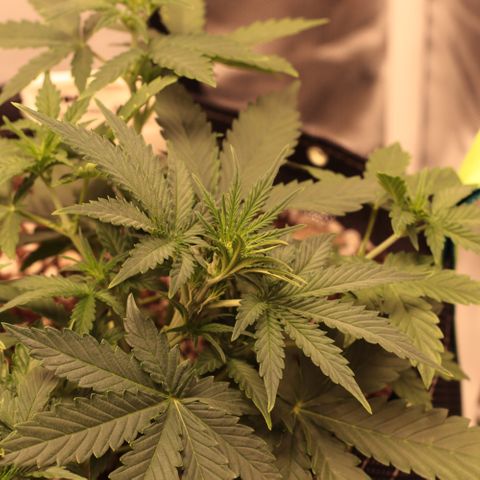 Princess Leia  growlog timeline photo