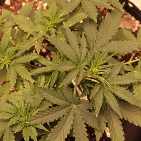 Princess Leia  growlog timeline photo