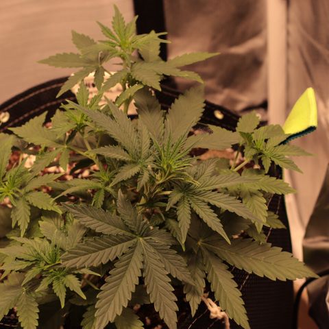 Princess Leia  growlog timeline photo