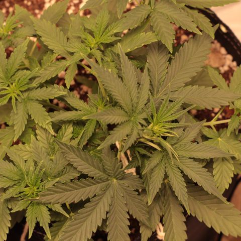 Princess Leia  growlog timeline photo