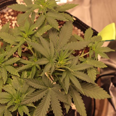 Princess Leia  growlog timeline photo