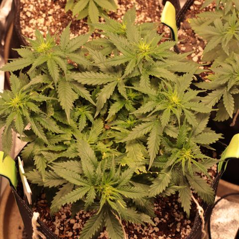 Padmé Amídala growlog timeline photo